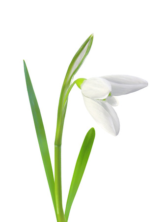 beautiful snowdrop flower white isolated on white backgroundの写真素材