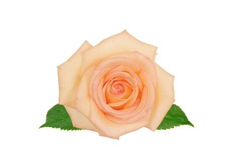 beautiful pink rose isolated on white backgroundの写真素材