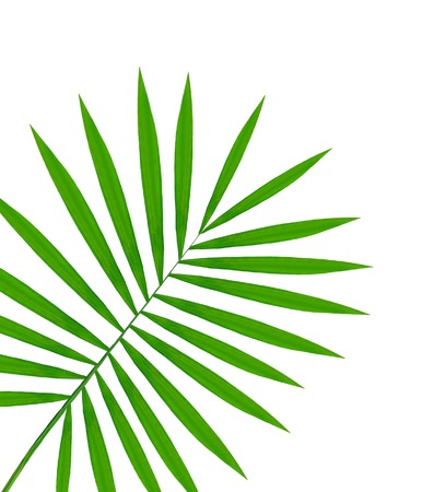 beautiful green palm leaf isolated on white backgroundの写真素材