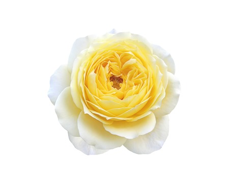 Beautiful rose isolated on a white backgroundの写真素材