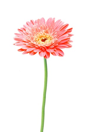 beautiful red gerbera daisy flower isolated on white backgroundの写真素材