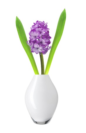 Purple hyacinth in vase isolated on white backgroundの写真素材