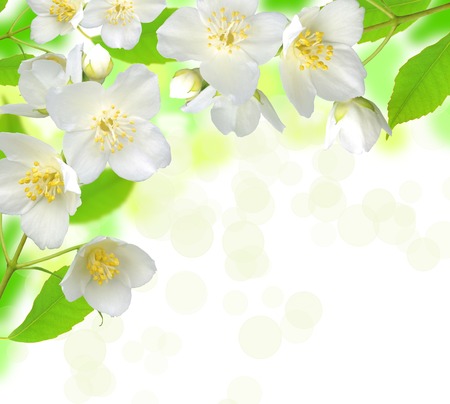 Jasmine flower with leaves beautiful backgroundの写真素材