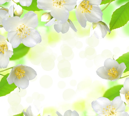 Jasmine flower with leaves beautiful backgroundの写真素材