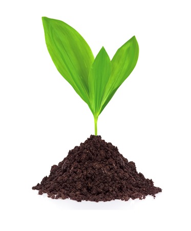 Young plant in ground isolated on white backgroundの写真素材