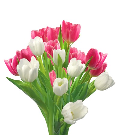 Bouquet of pink and white tulips isolated on white backgroundの写真素材
