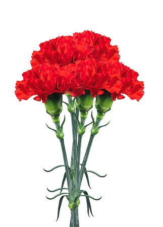 Red carnations isolated on whiteの写真素材