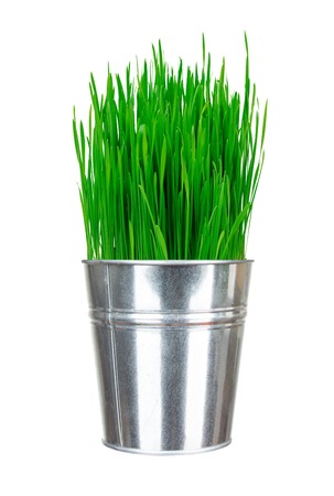 Fresh green grass in small metal bucket isolated on whiteの写真素材