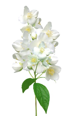 beautiful jasmine flowers with leaves isolated on whiteの写真素材