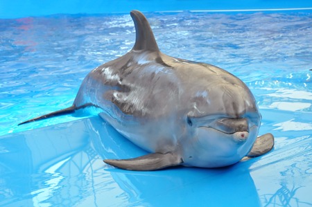 bottlenose dolphin in blue waterの写真素材