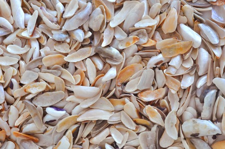 Sea shells backgroundの写真素材