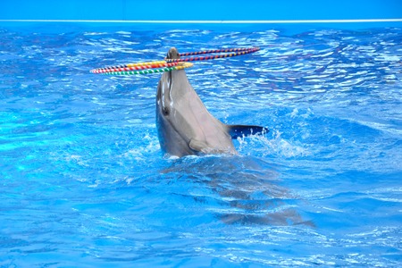 bottlenose dolphin in blue pool waterの写真素材