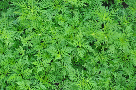 green grass nature background