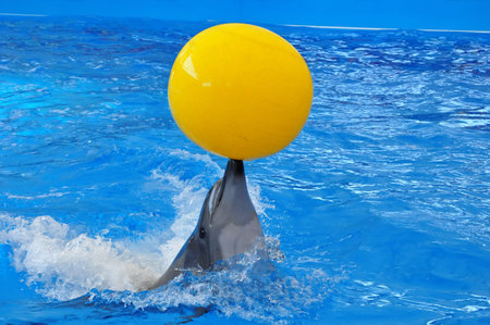 bottlenose dolphin in blue water with yellow ballの写真素材