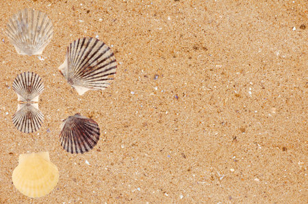 Yellow sand with sea shells background