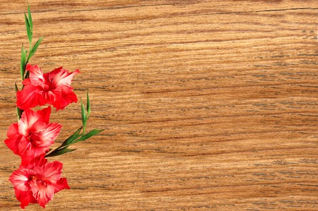 Beautiful gladiolus on wooden backgroundの写真素材