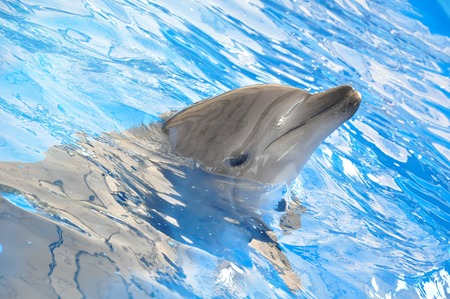 bottlenose dolphin in blue pool waterの写真素材