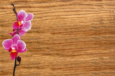 Pink orchid on wooden texture close-upの写真素材