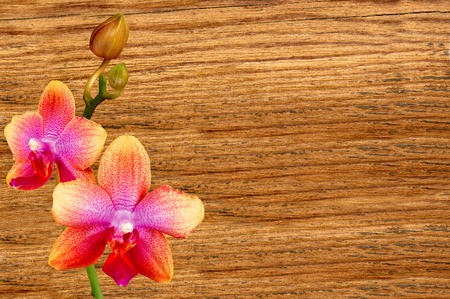 pink orchid over wooden texture close-up backgroundの写真素材
