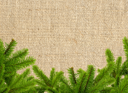 green christmas tree branch on linen texture backgroundの写真素材