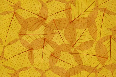 backdrop of colorful floral yellow leavesの写真素材