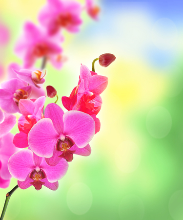 Beautiful flower Orchid pink phalaenopsis over bright nature backgroundの写真素材