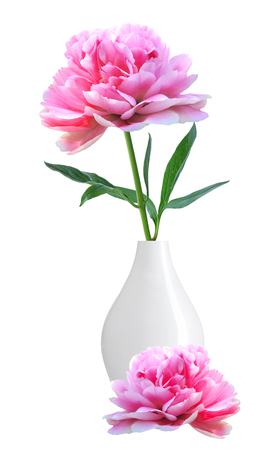 beautiful pink peony in white vase isolated on white backgroundの写真素材