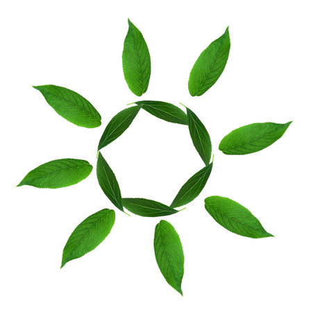 Collage of leaves such as sun symbol isolated on white