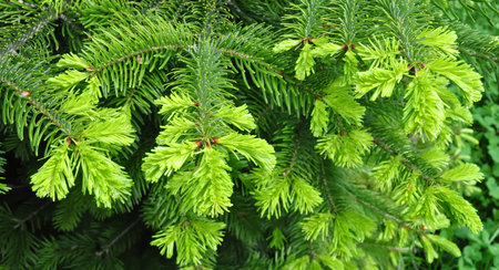 Beautiful yew twig