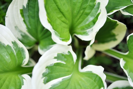 Big Green And White Leaves Such As Nature Background, Top Viewの写真素材