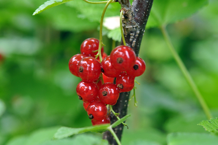 Red Currants In The Garden, Summer Harvestの写真素材