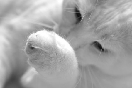 White Cat Closeup In Gray Tonesの写真素材