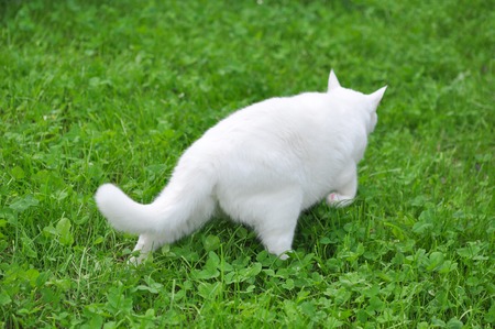 White Cat Walking on the Green Grassの写真素材