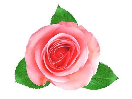 Pink rose isolated on whiteの写真素材