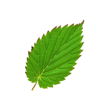 Beautiful green leaf isolated on whiteの写真素材