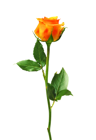 beautiful orange rose isolated on white backgroundの写真素材