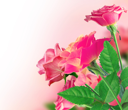 Beautiful Pink Rose Borderの写真素材