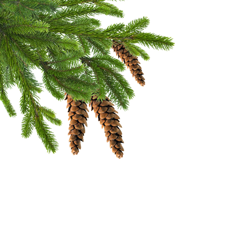 Green Christmas Fir Tree Branch with Cones isolated on White like Christmas Decor Compositionの写真素材