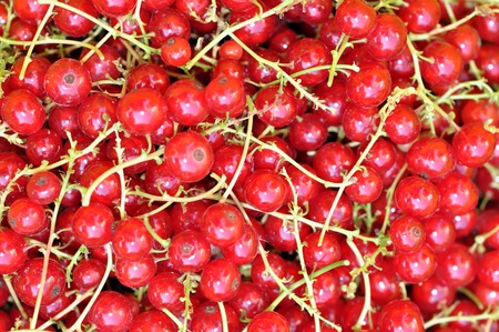 red sweet currant berry background, summer harvestの写真素材