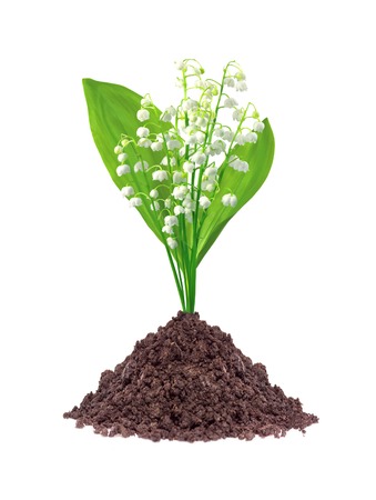 lily of the valley in ground isolated on white backgroundの写真素材