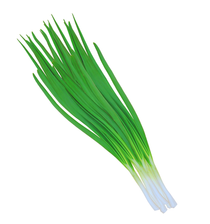 green onions isolated on white backgroundの写真素材