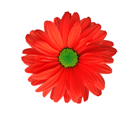 Red chrysanthemum flower isolated on whiteの写真素材