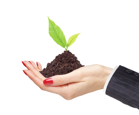 woman's hands are holding green plant on white background close-upの写真素材