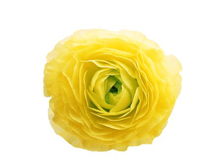 Beautiful yellow rose isolated on white backgroundの写真素材