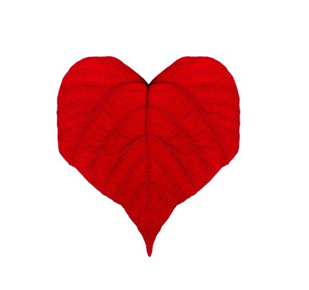 Red leaf in form heart symbol isolated on white backgroundの写真素材