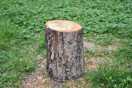tree stump on the green grassの写真素材