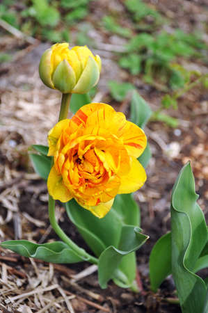 Bright yellow tulip in the gardenの写真素材