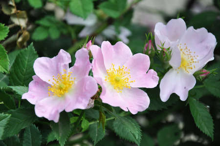 beautiful pink blooming flowers of dog roseの写真素材