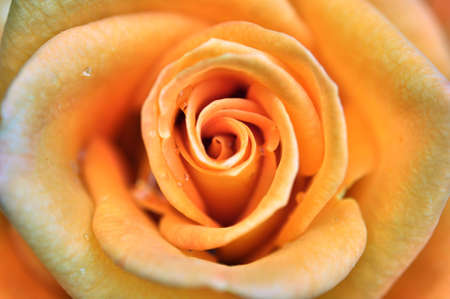 orange rose flower backgroundの写真素材