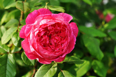 pink rose in the garden, summer bloomingの写真素材